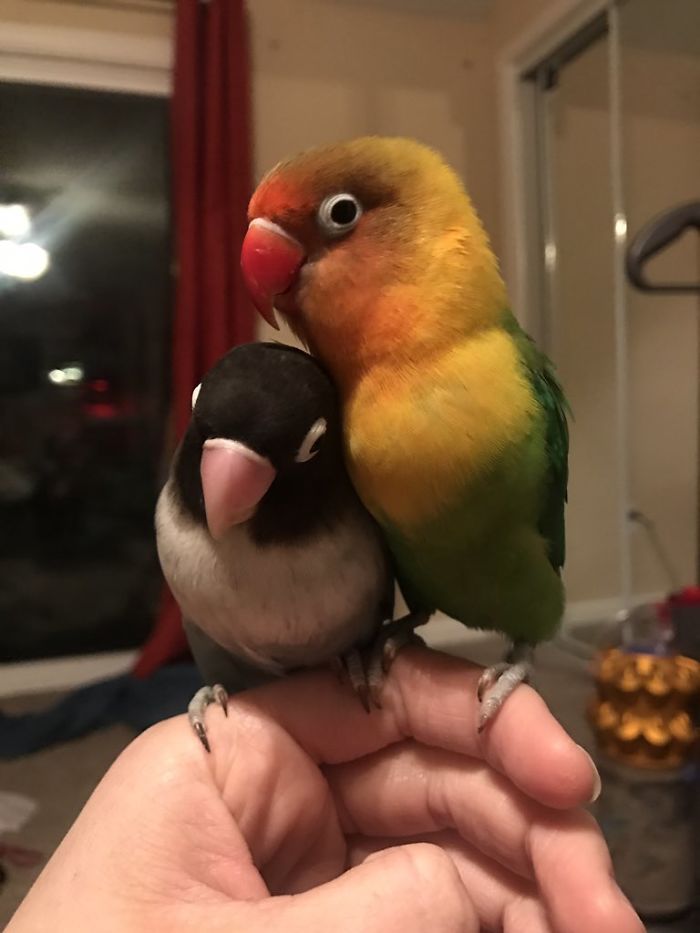 Разноцветный попугай и его готическая подружка. попугай киви и его подружка-гот, киви и Сиукси