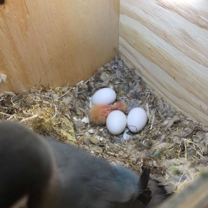 Разноцветный попугай и его готическая подружка. попугай киви и его подружка-гот, киви и Сиукси