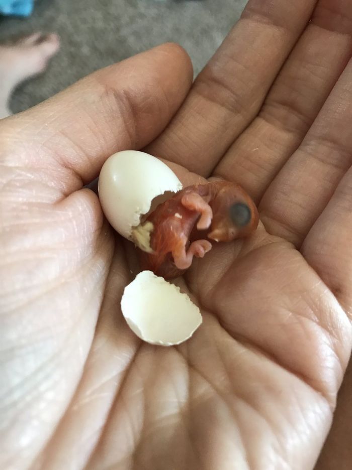 Разноцветный попугай и его готическая подружка. попугай киви и его подружка-гот, киви и Сиукси