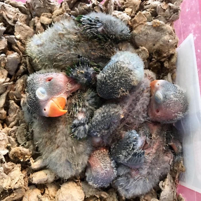 Разноцветный попугай и его готическая подружка. попугай киви и его подружка-гот, киви и Сиукси