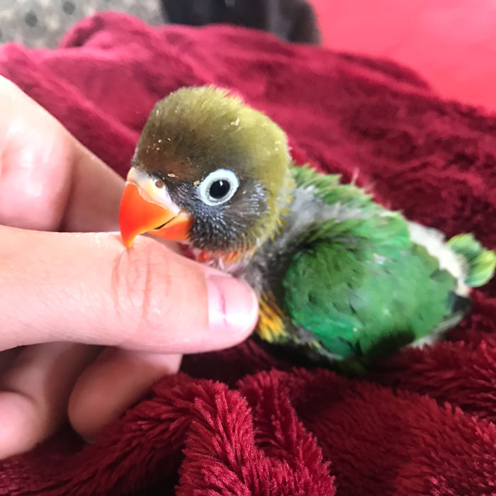 Разноцветный попугай и его готическая подружка. попугай киви и его подружка-гот, киви и Сиукси