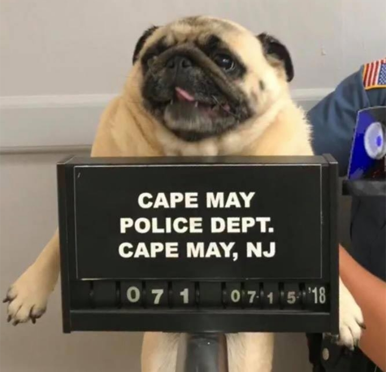 Этого мопса арестовали полицейские, но его владелец откупился печеньками арестованная собака, мопса арестовали, собака за решёткой, мопс за решёткой