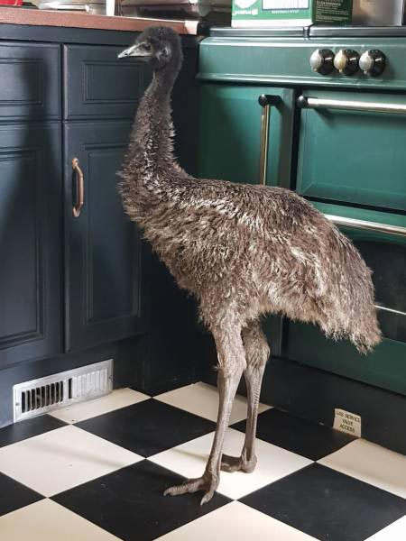 купили яйцо эму на Ebay, вырастили страуса эму, яйцо страуса эму Ebay, вырастить страуса из яйца