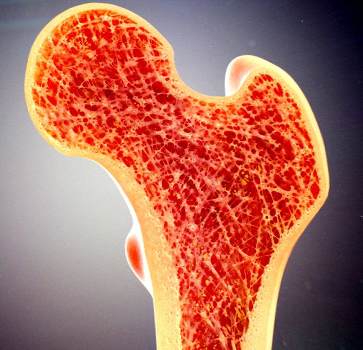 25 привычных вещей, которые вы точно не видели в разрезе (унитаз, шишка, роза) привычные вещи которые вы точно не видели в разрезе