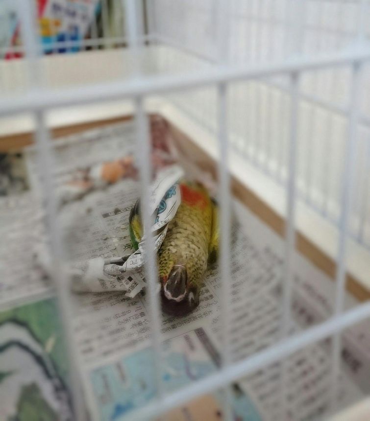 животные смешно спят, смешные животные спят, животные нелепо спят, смешные фото животных