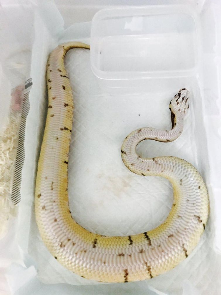 животные смешно спят, смешные животные спят, животные нелепо спят, смешные фото животных