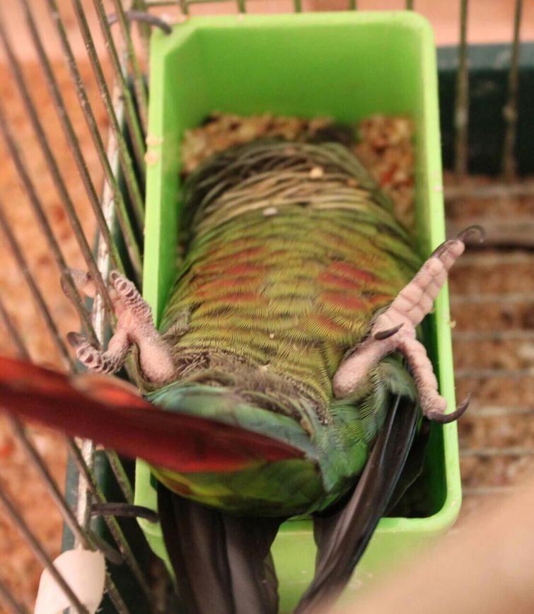 животные смешно спят, смешные животные спят, животные нелепо спят, смешные фото животных