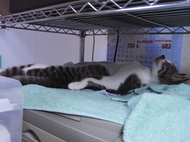 животные смешно спят, смешные животные спят, животные нелепо спят, смешные фото животных