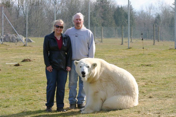 Медведь по сравнению с человеком фото