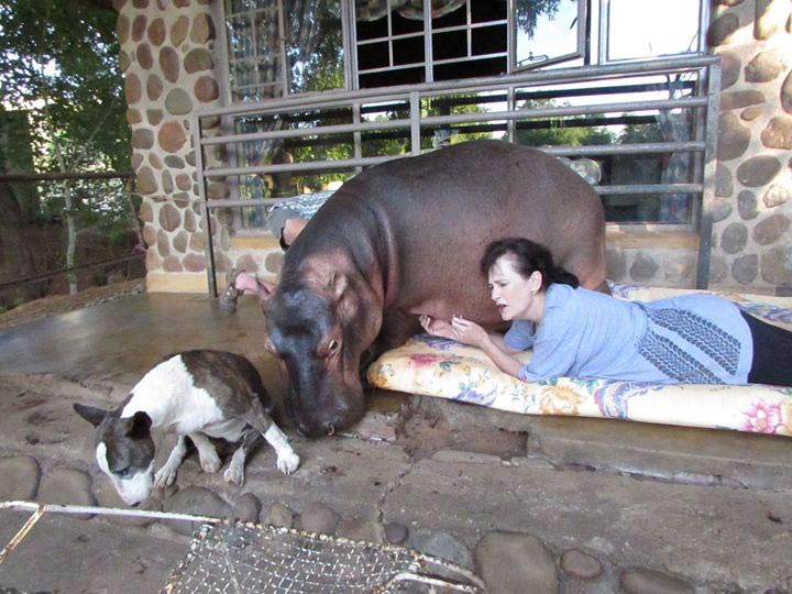 10 историй невероятной дружбы между людьми и дикими животными истории дружбы людей с дикими животными, люди дружат с диким животными