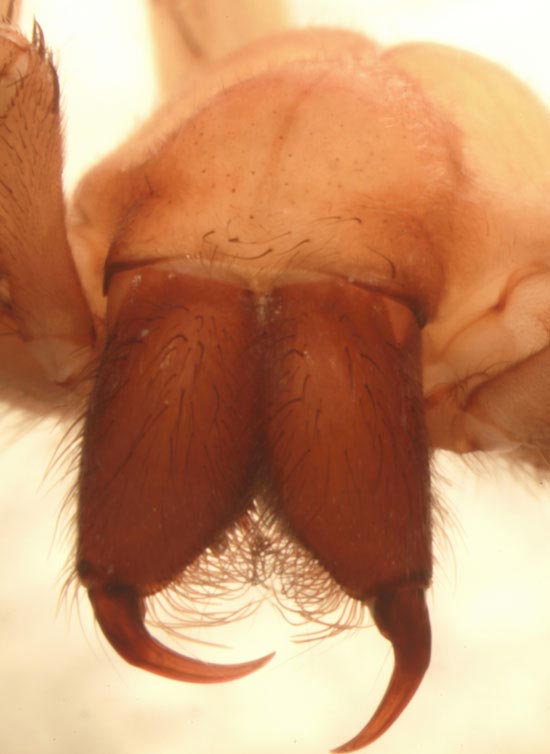 страшные пауки, пауки из ночных кошмаров