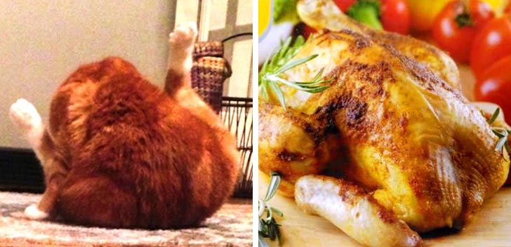 коты могут прикинуться чем угодно, коты похожи на вещи, коты похожие на