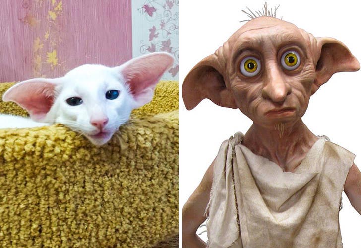 коты могут прикинуться чем угодно, коты похожи на вещи, коты похожие на