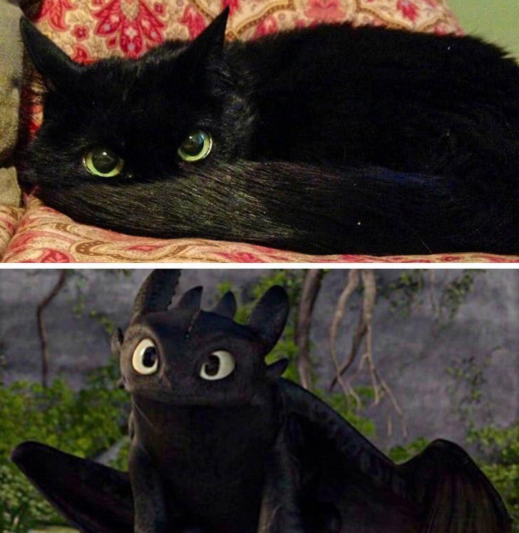 коты могут прикинуться чем угодно, коты похожи на вещи, коты похожие на