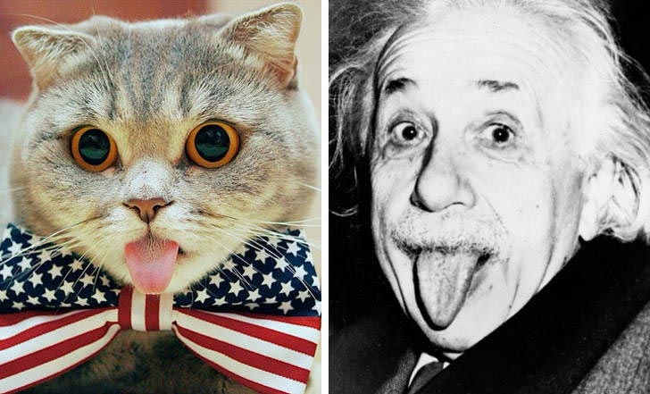 коты могут прикинуться чем угодно, коты похожи на вещи, коты похожие на