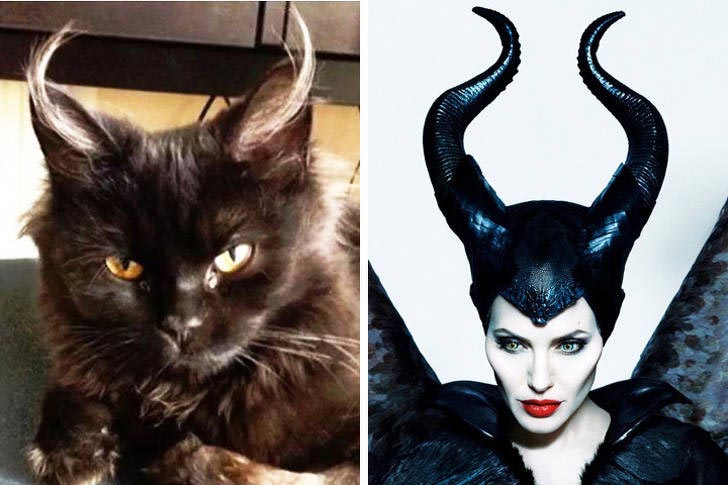 коты могут прикинуться чем угодно, коты похожи на вещи, коты похожие на