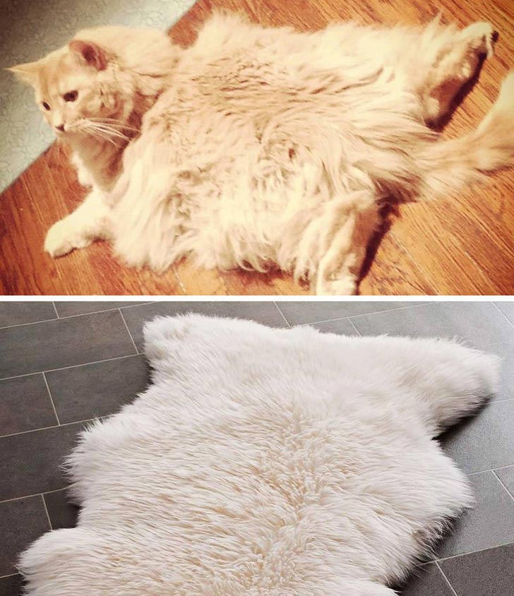 коты могут прикинуться чем угодно, коты похожи на вещи, коты похожие на