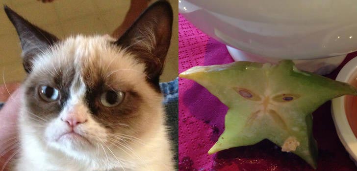 коты могут прикинуться чем угодно, коты похожи на вещи, коты похожие на