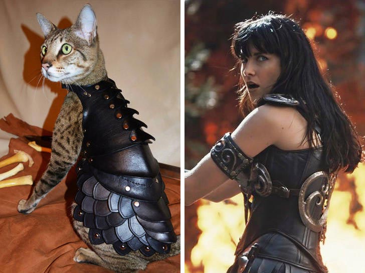 коты могут прикинуться чем угодно, коты похожи на вещи, коты похожие на