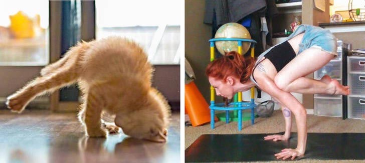 коты могут прикинуться чем угодно, коты похожи на вещи, коты похожие на