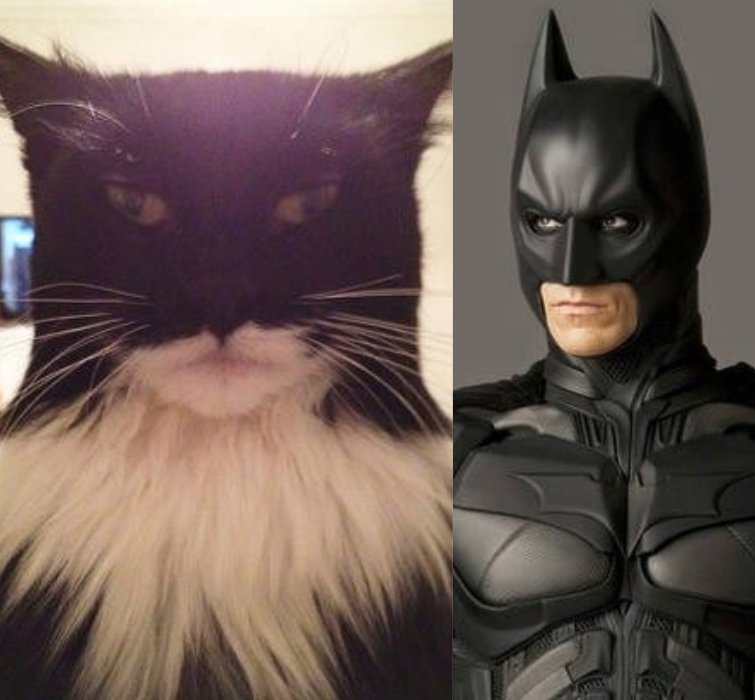 коты могут прикинуться чем угодно, коты похожи на вещи, коты похожие на