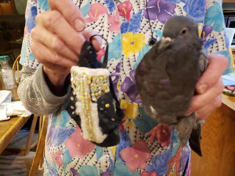 голубь в стразах, голубь со стразами, голубь жилет со стразами