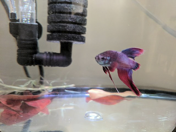 Эта рыбка купленная в Walmart была в ужасном состоянии, рыба Арго 