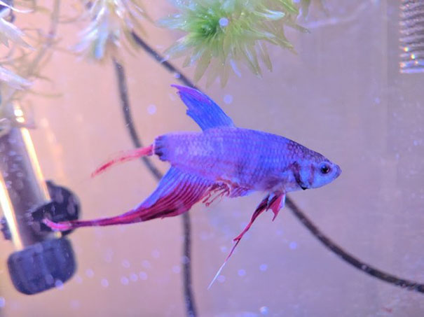 Эта рыбка купленная в Walmart была в ужасном состоянии, рыба Арго 