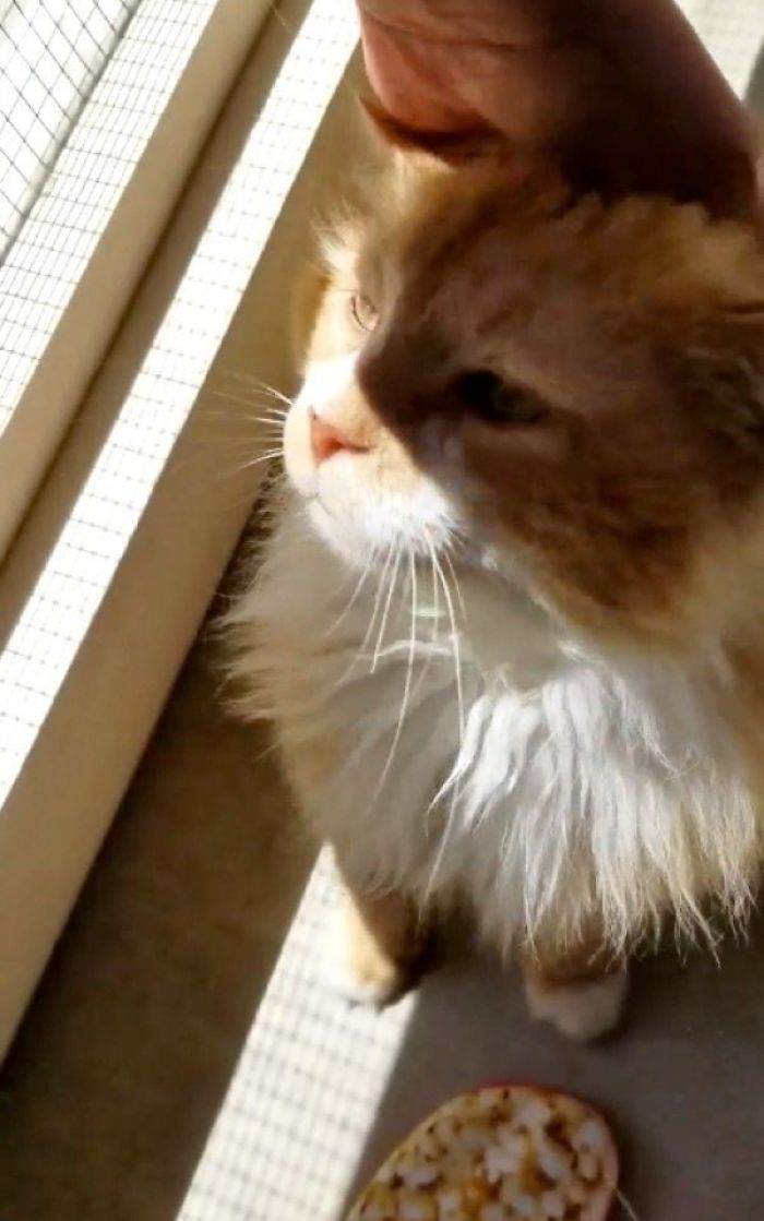 Этот кот прошёл 19 км до своего дома, кот Тоби