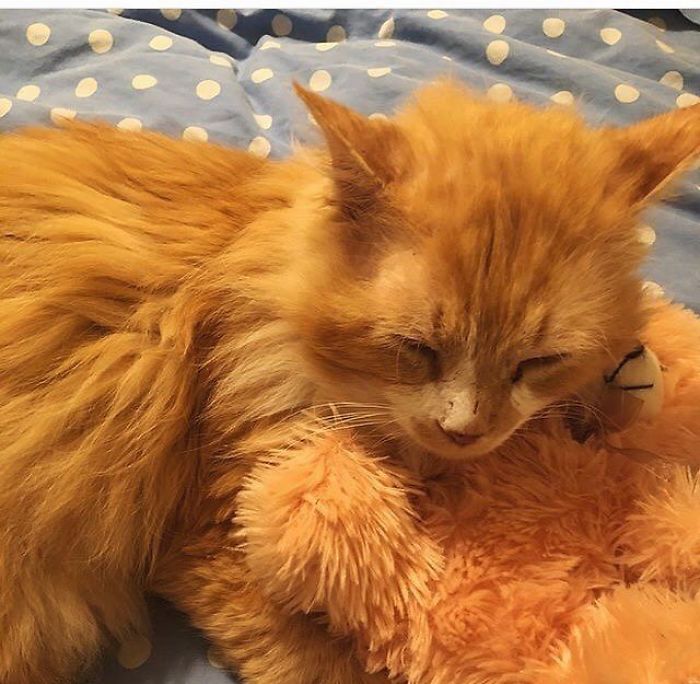 Этот кот прошёл 19 км до своего дома, кот Тоби