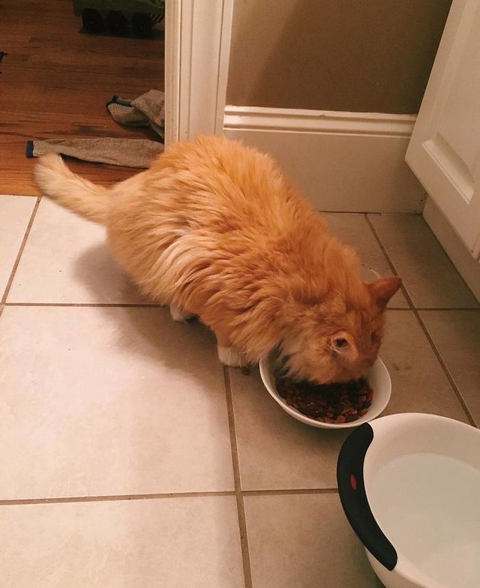 Этот кот прошёл 19 км до своего дома, кот Тоби