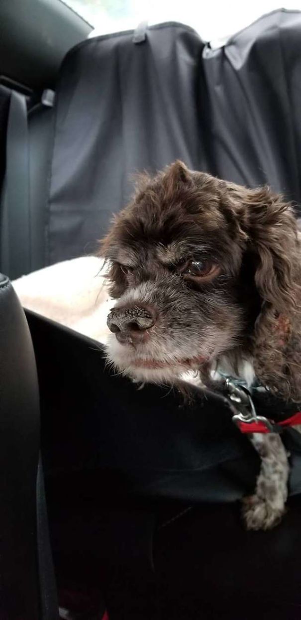 Кто-то нашёл собаку похожую на шар из грязной шерсти, San Antonio Animal Care Services, Ветеринары сбрили около 6 кг шерсти