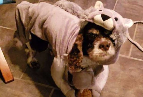 Кто-то нашёл собаку похожую на шар из грязной шерсти, San Antonio Animal Care Services, Ветеринары сбрили около 6 кг шерсти