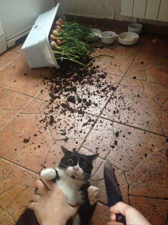 25 странных фотографий, которые веселят до слёз и оставляют после себя много вопросов мозговзрывные фото, странные фотографии, необъяснимые фотографии, фотографии сложно объяснить