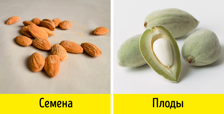 15 фактов о привычных продуктах, которые удивят даже тех кто разбирается в кулинарии факты о привычных продуктах, неожиданные факты о еде, странные факты о еде