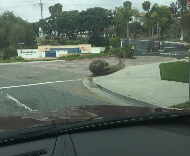 фото в нужный момент, фотографии с сюрпризами, фотографии с совпадениями, смешные фото