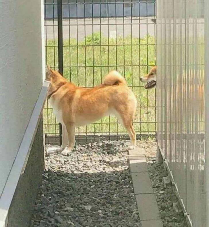 фото в нужный момент, фотографии с сюрпризами, фотографии с совпадениями, смешные фото