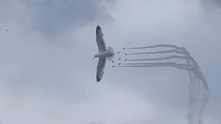 фото в нужный момент, фотографии с сюрпризами, фотографии с совпадениями, смешные фото