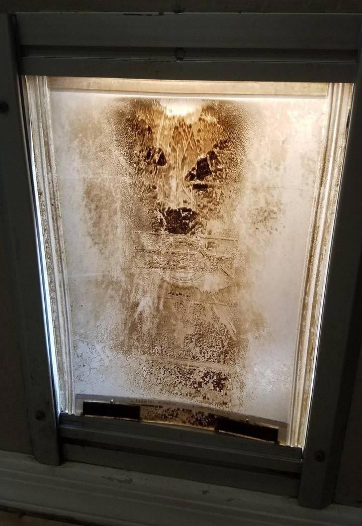 фото в нужный момент, фотографии с сюрпризами, фотографии с совпадениями, смешные фото