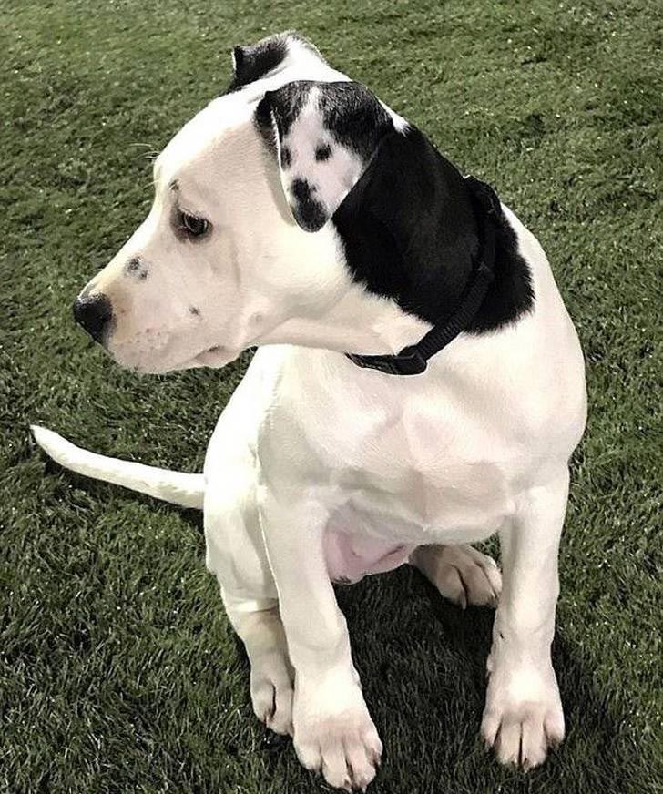 фото в нужный момент, фотографии с сюрпризами, фотографии с совпадениями, смешные фото