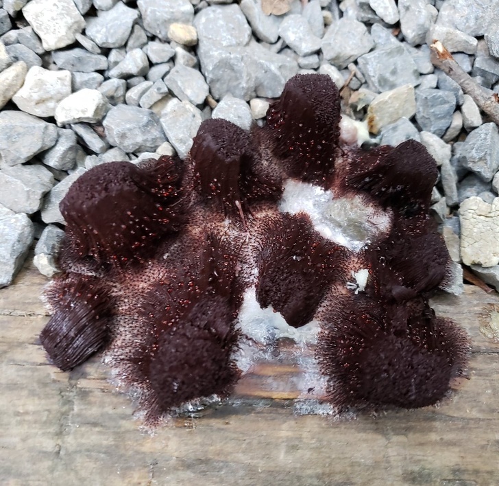 пугающие фотографии, странные фотографии 