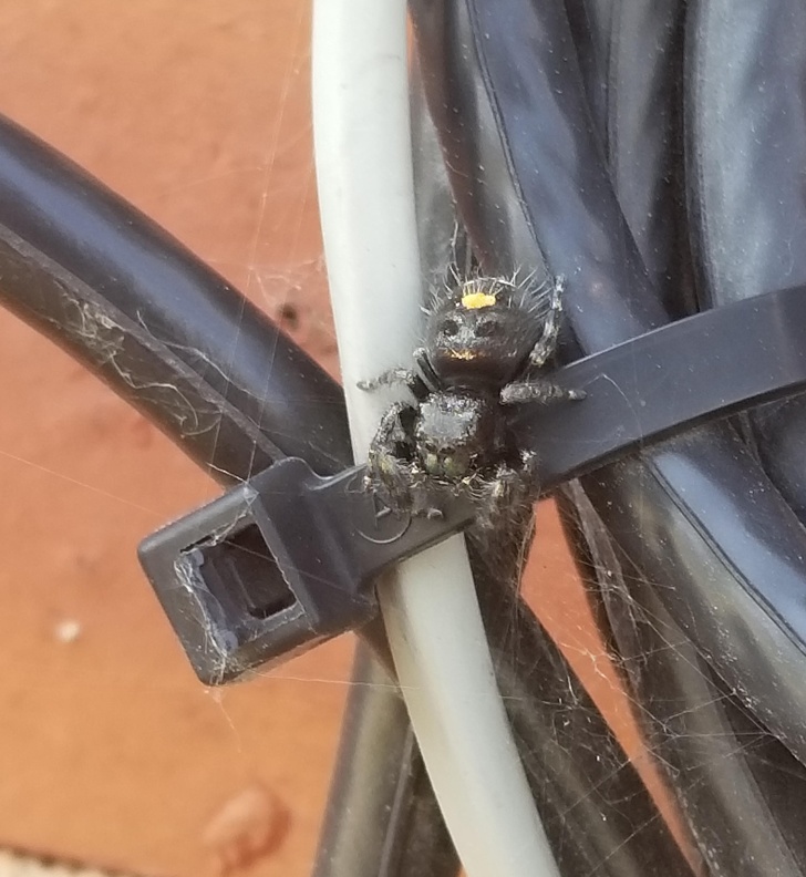 пугающие фотографии, странные фотографии 