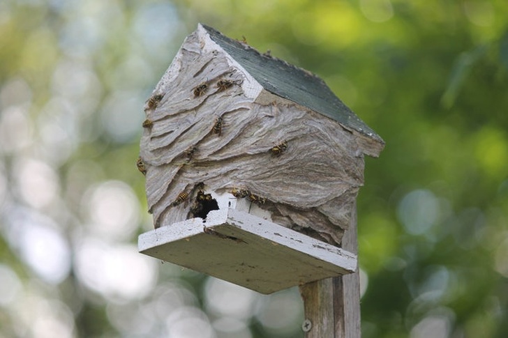пугающие фотографии, странные фотографии 