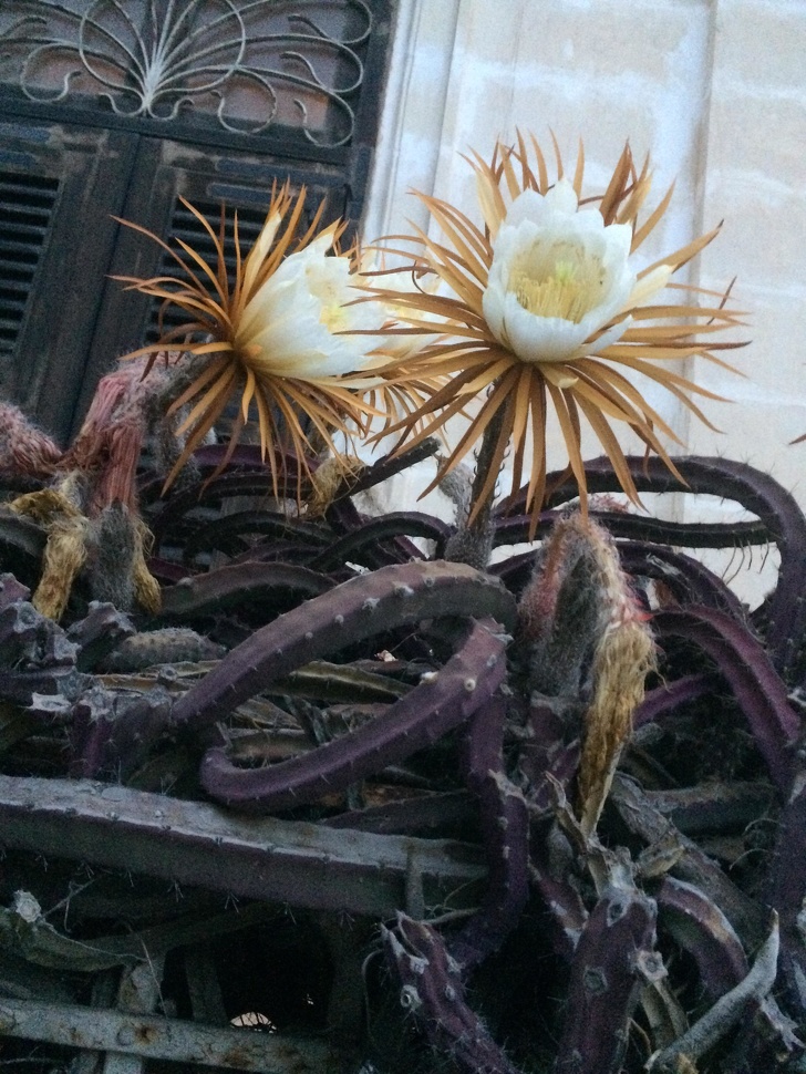 пугающие фотографии, странные фотографии 