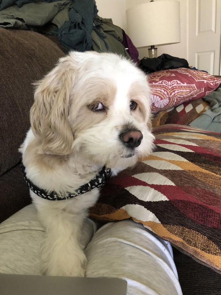 недовольные животные, разочарованные животные, животные с недовольным взглядом