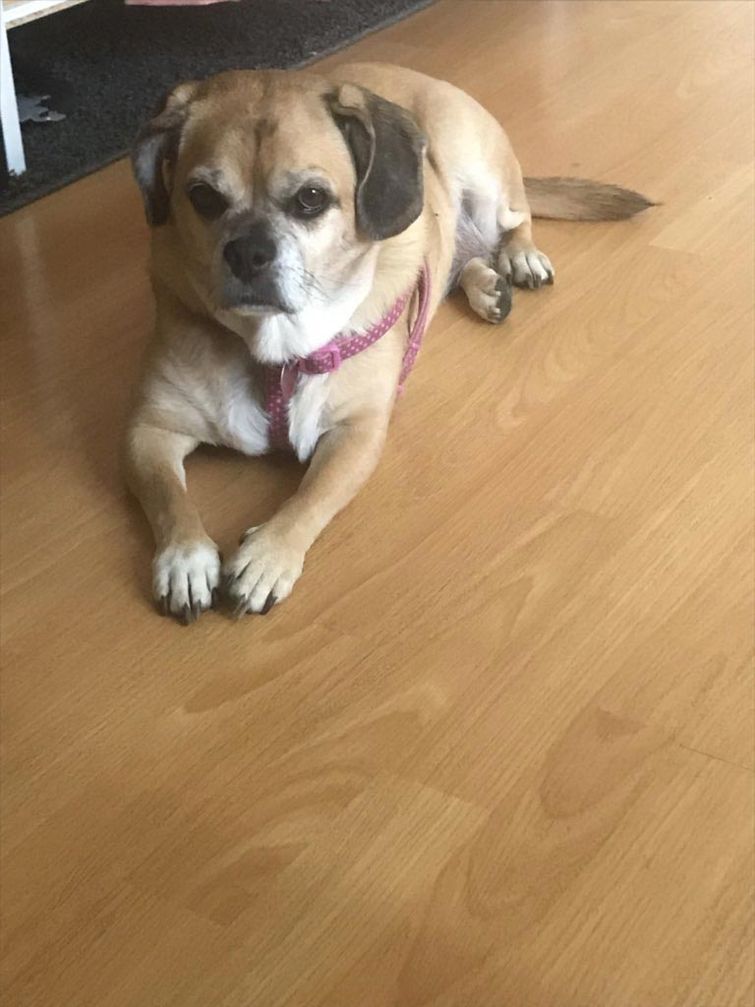 недовольные животные, разочарованные животные, животные с недовольным взглядом