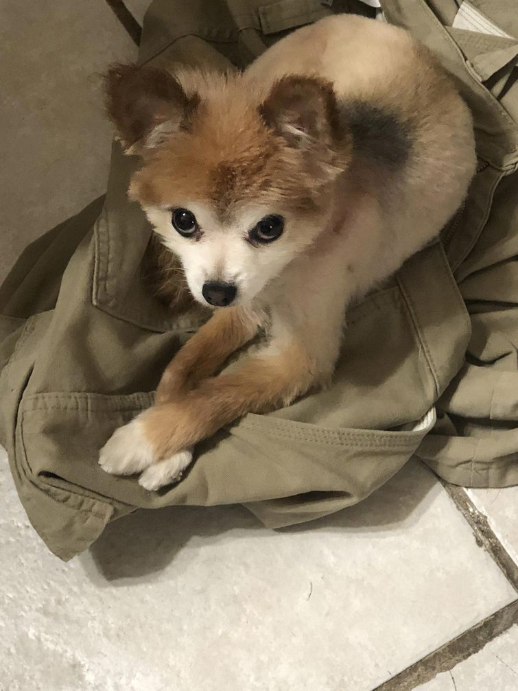 недовольные животные, разочарованные животные, животные с недовольным взглядом