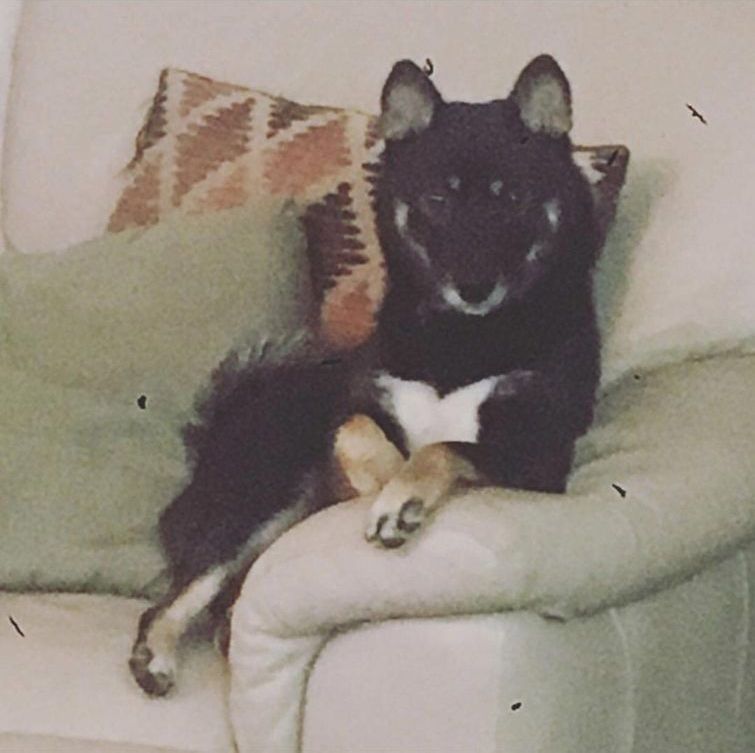 недовольные животные, разочарованные животные, животные с недовольным взглядом