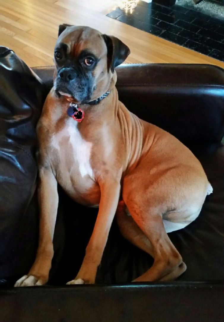 недовольные животные, разочарованные животные, животные с недовольным взглядом