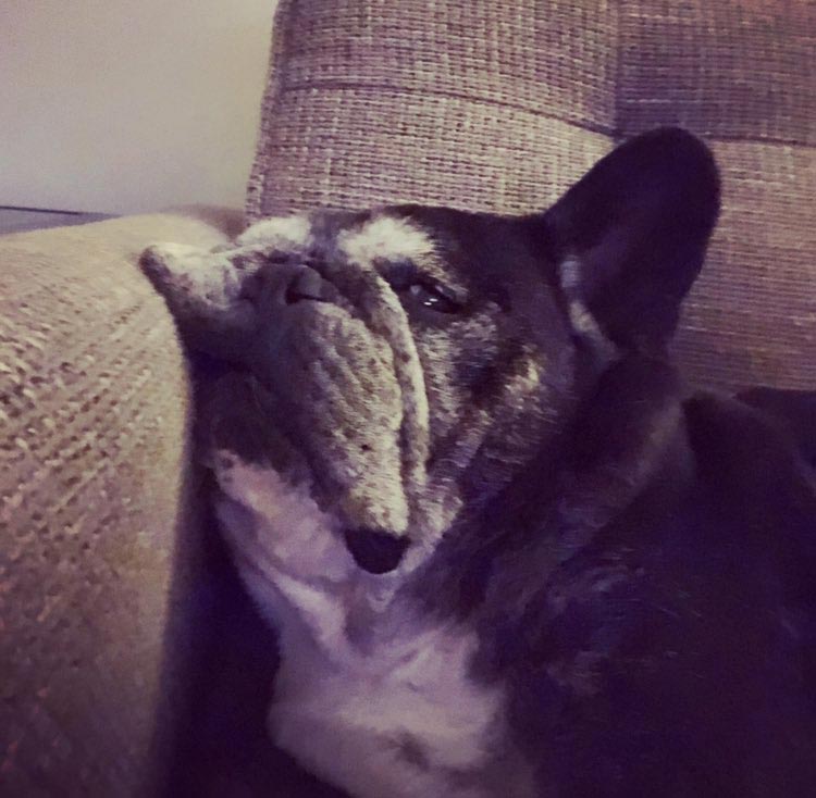 недовольные животные, разочарованные животные, животные с недовольным взглядом